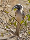 Tockus nasutus
